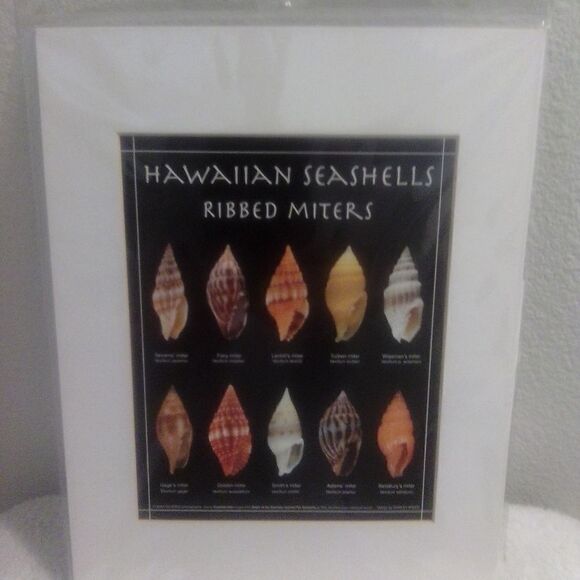 Framed Hawaiian Seashells - Ribbed Miters Collection - Picture 1 of 3